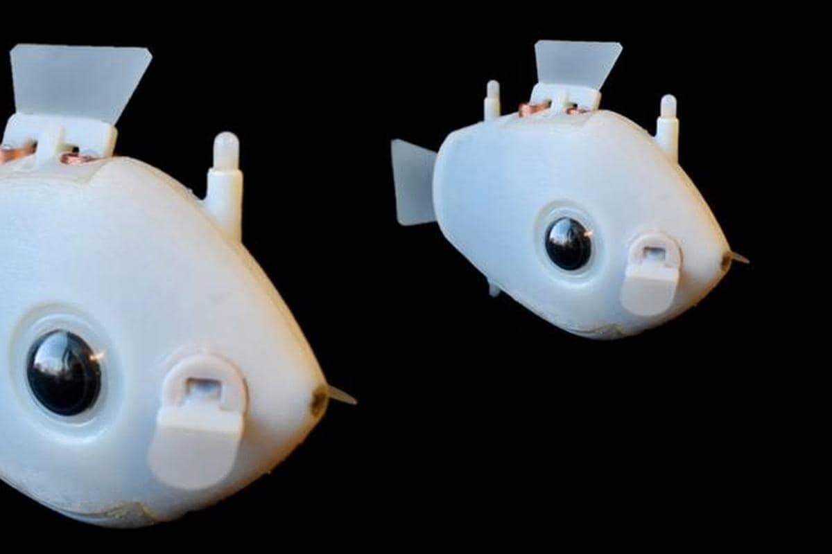वैज्ञानिक ‘ब्लूबॉट’, अंडरवाटर रोबोट बनाते हैं जो मछलियों की तरह तैरते हैं,जानें पूरी रिपोर्ट