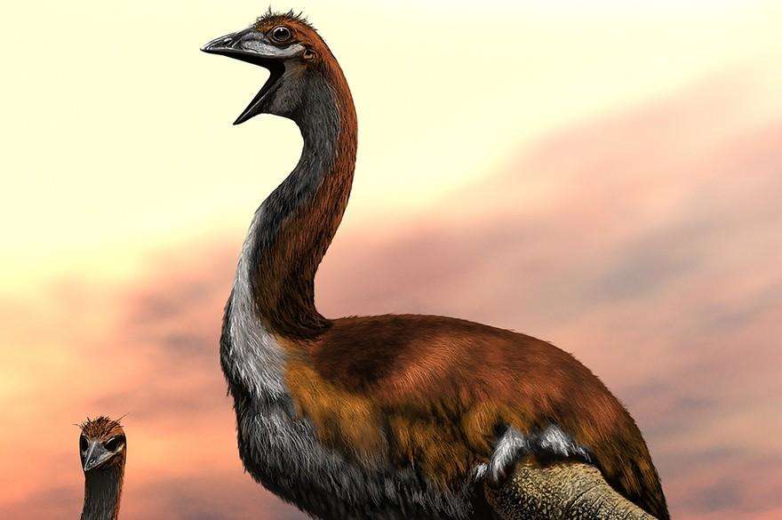दुनिया के सबसे बड़े पक्षी के नाम का हुआ खुलासा, अब हो चुका है विलुप्त