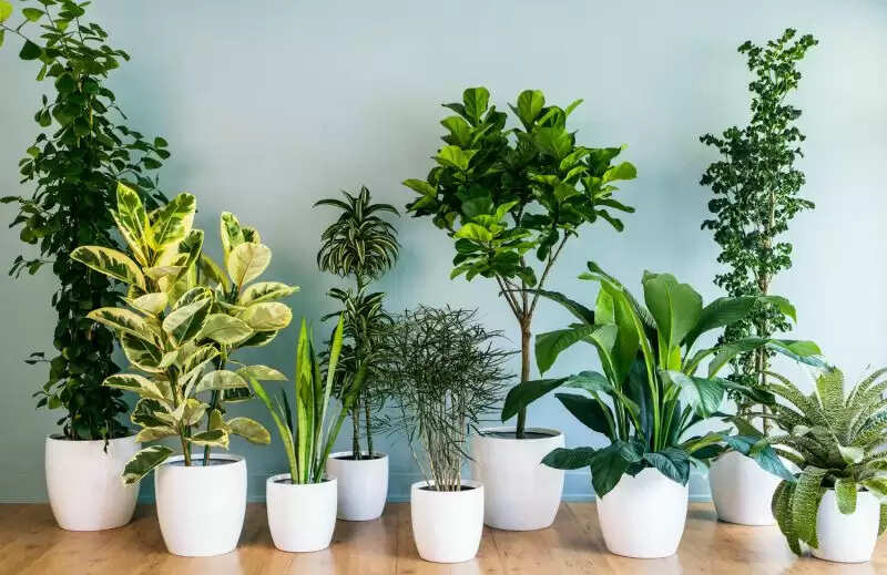vastu tips for snake plant at home and office to get success in life know snake plant benefits&nbsp;