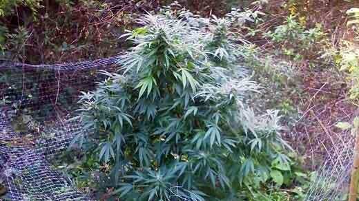 जाने गांजा का तेल इस्तेमाल करने से सेहत को होने वाले फायदे