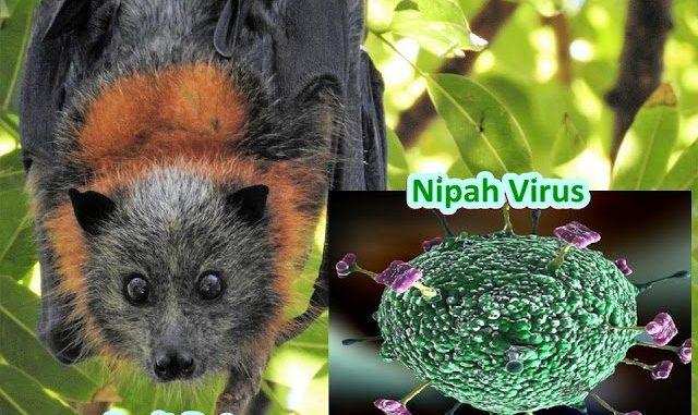 तो इस बला का नाम है निपाह वायरस, क्या है और कैसे फैलता है सब जान लीजिए?
