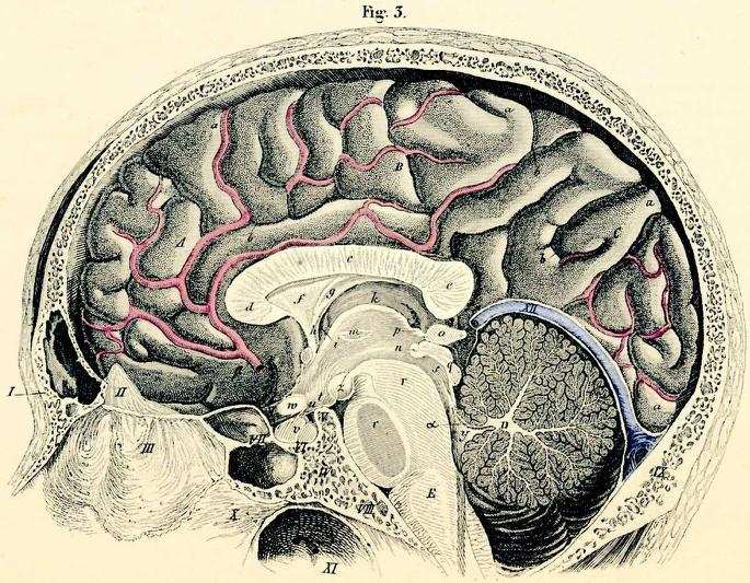 तो मानव द्वारा निर्मित मानव मस्तिष्क किस प्रकार होता है  विकसित