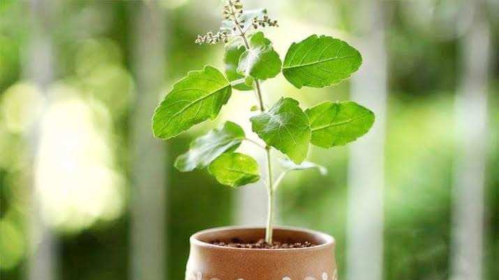 Vastu tips: घर में लगाने जा रहे हैं तुलसी का पौधा, तो इन बातों का रखें ध्यान वरना होगा आर्थिक नुकसान