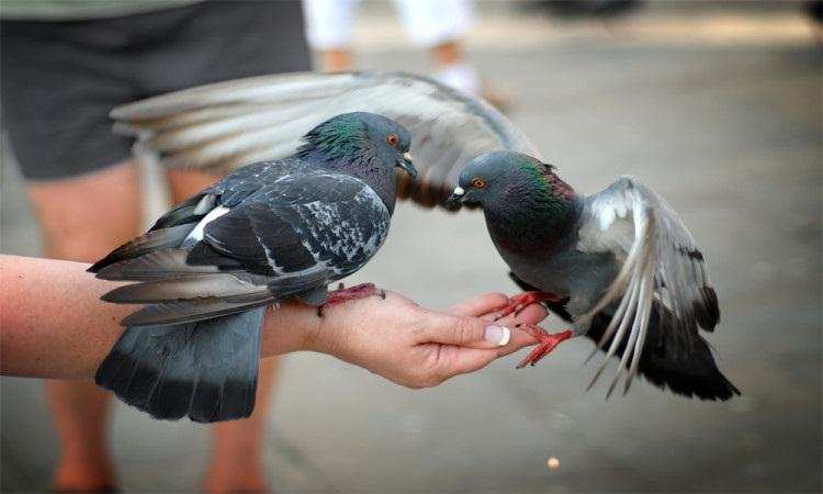 अगर पक्षियों को खिलाते हैं दाना तो ना करें ये गलती, वरना झेलना पड़ सकता हैं नुकसान