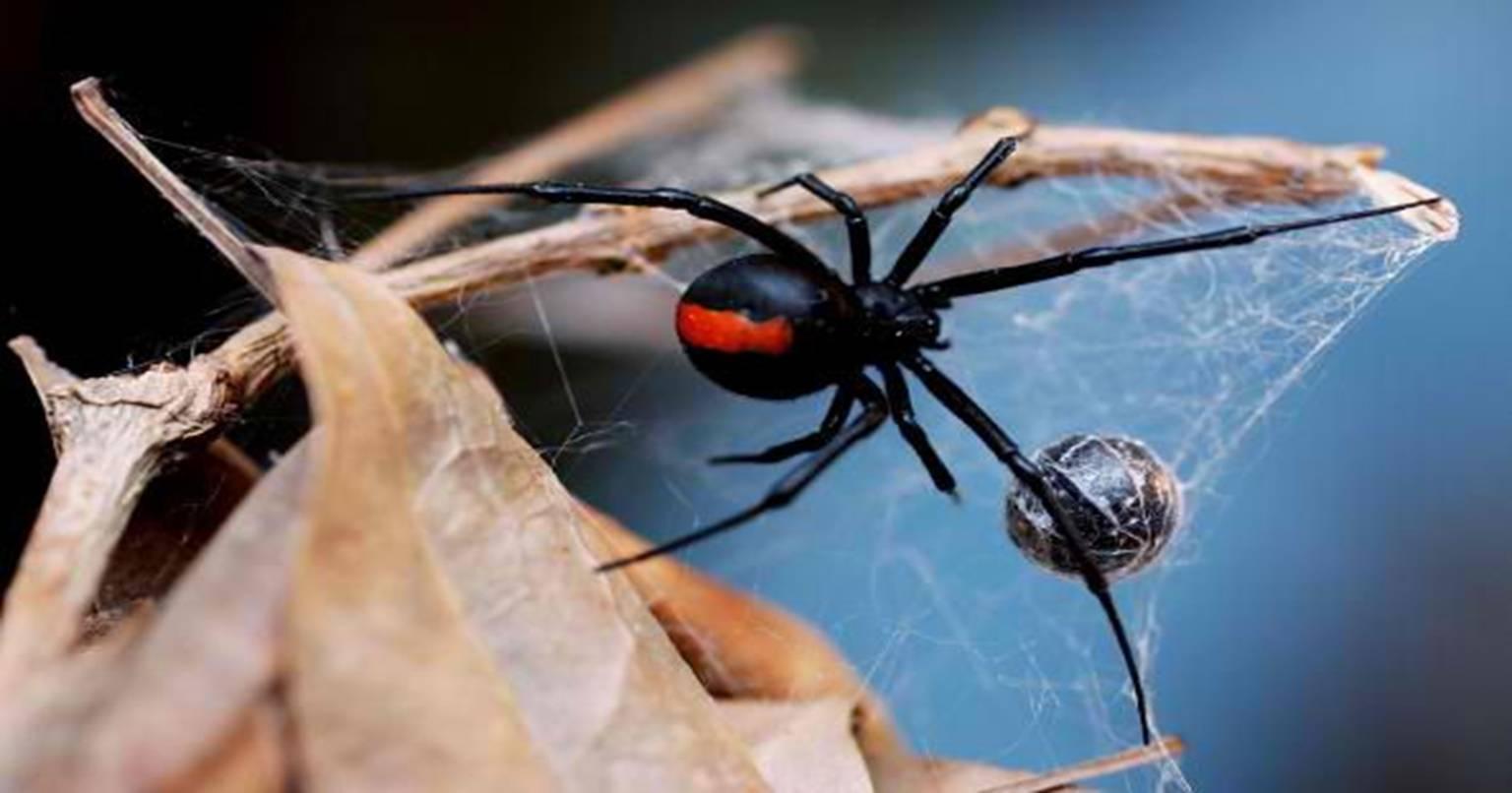 video: ये है दुनिया की सबसे अनोखी मकड़ी जो करती है शिकार, खाती है इंसानों का मांस…पहली बार हुई कैमरे में कैद