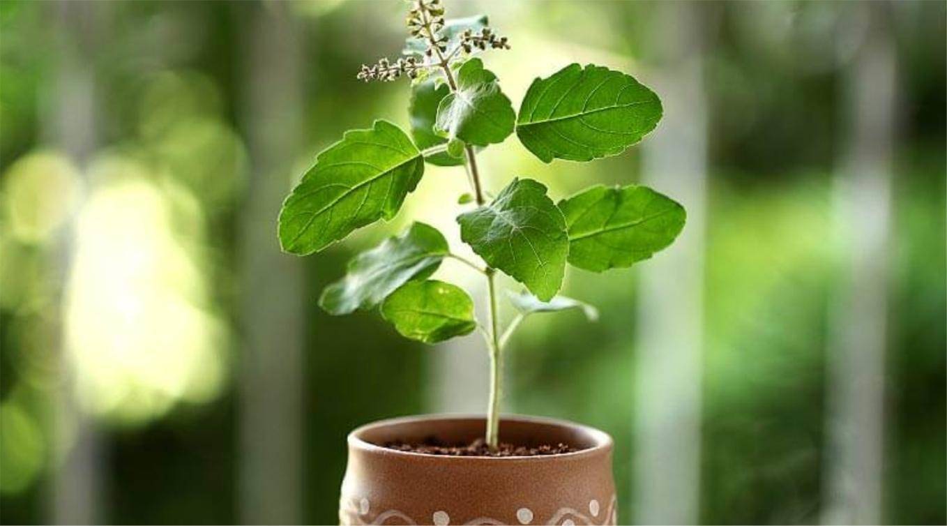 घर में लगाएं तुलसी का पौधा, पीढ़ियों तक रहेगा लक्ष्मी का वास