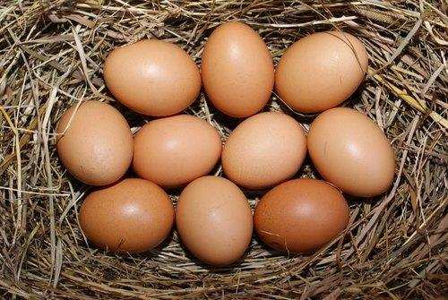 शरीर को कई प्रकार की बीमारियो से दूर करे ने के लिए करे अंडे का सेवन