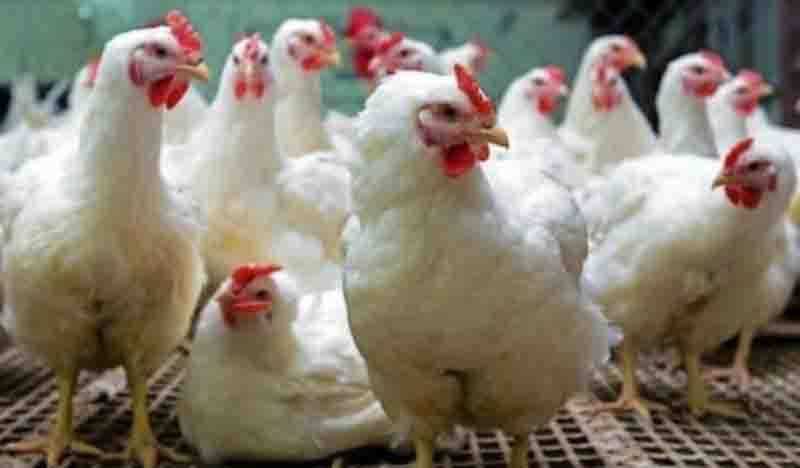 Bird Flu : गोवा ने महाराष्ट्र, कर्नाटक से पक्षियों व अंडे पहुंचाए जाने पर रोक लगाई