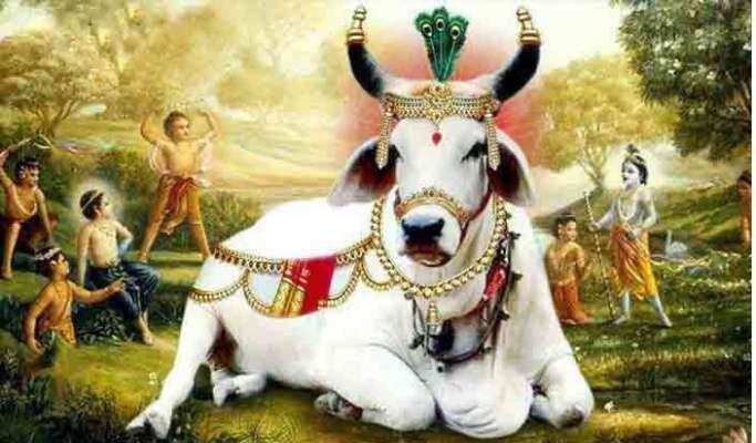 Gopashtami festival: गोपाष्टमी कल, गाय बछड़ों की पूजा से इच्छाएं होती है पूरी
