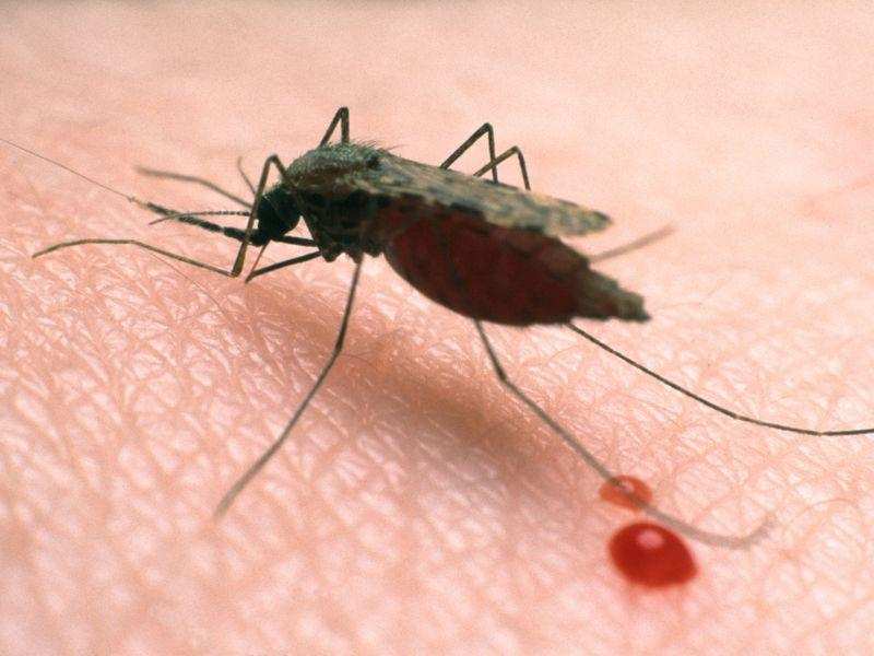 अगले तीस साल में मलेरिया होगा जड़ से खत्म 