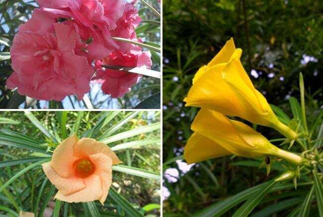 संजीवनी बूटी की तरह काम करता है यह फूल, मिल जाए तो रख लेना अपने पास