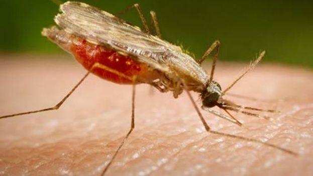 चिंपैंजी से नहीं बल्कि इससे फैला था मलेरिया का परजीवी