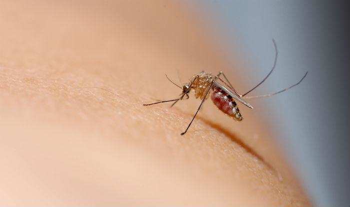 मलेरिया का जानिये दुर्लभ इतिहास जानकर रह जाओगे हैरान