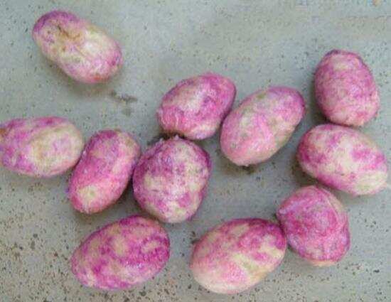 जामुन की गुठली के फायदे, जिनको जान कर आप हो जाएँगे हैरान