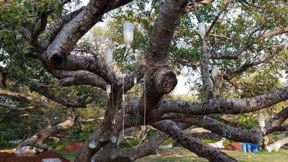 700 साल पुराने पेड़ को बचाने के लिए बोतल चढ़ाई जा रही हैं