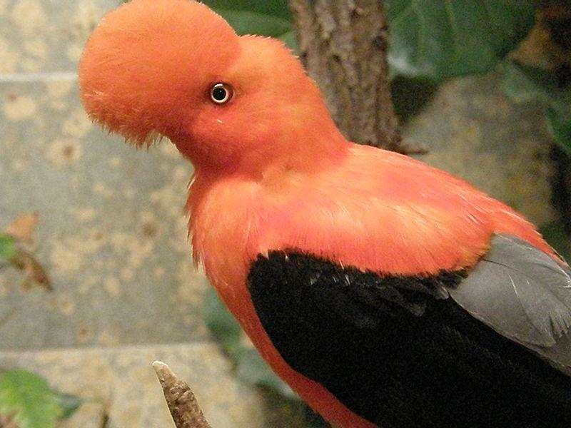 पेरू में पाई गई पक्षियों की नई प्रजातियां, जानें क्या है खास