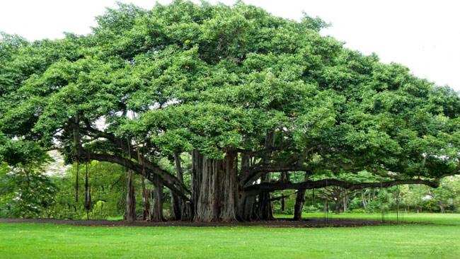 दुनिया का दुसरा सबसे बड़े पेड़ को चढ़ाते है ड्रिप ताकी बचाया जा सके पेड़ों के बुजुर्ग को