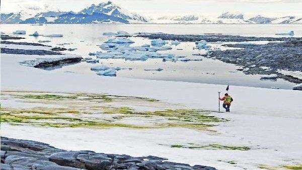 जलवायु में हो रहा है बड़ा परिवर्तन, आर्कटिक में बर्फ के बीच नजर आई हरियाली