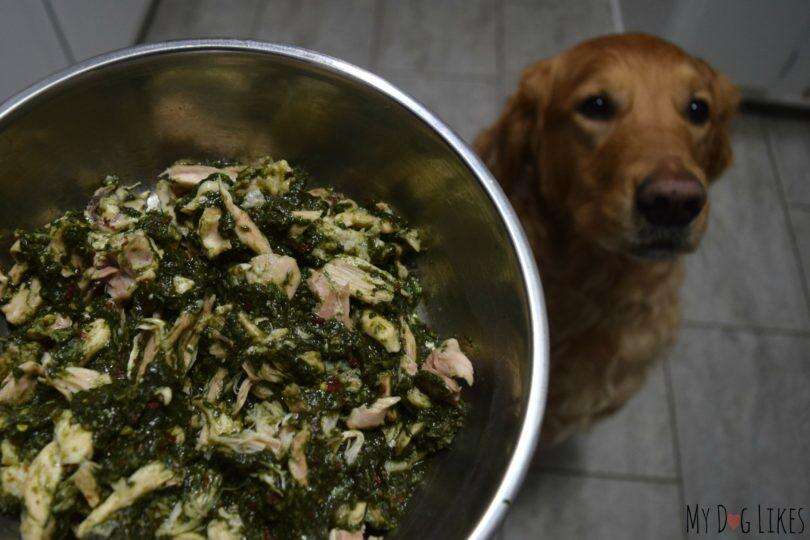 कुत्तों के लिए शाकाहारी भोजन सही होता है या नहीं