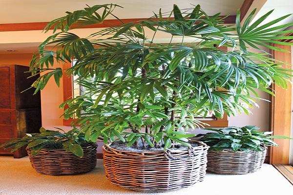 घर में न लगाएं इन पौधों को, ये पौधे करते है नकारात्मक ऊर्जा फैलाने का