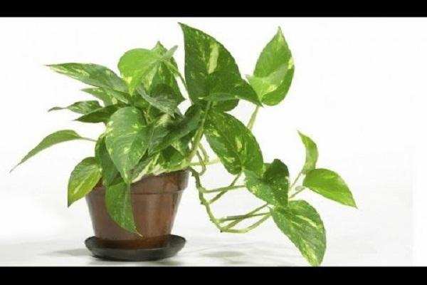 देवी लक्ष्मी हमेशा रहेंगी प्रसन्न अगर इस दिन अपने घर में लगाएंगे मनी प्लांट का पौधा