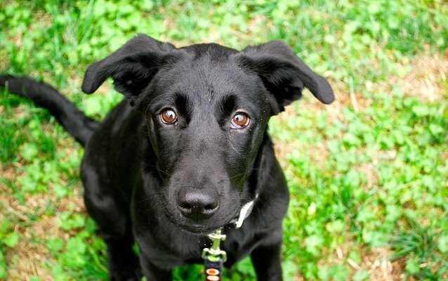 अगर इस तरह के कुत्ते को खिलाएं जलेबी, तो शनिदेव होगे प्रसन्न