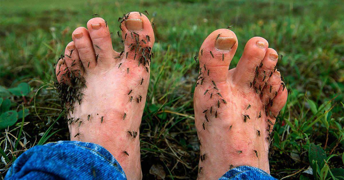 मच्छर काटने से क्यों होती है तेज खुजली जानिये इसका कारण