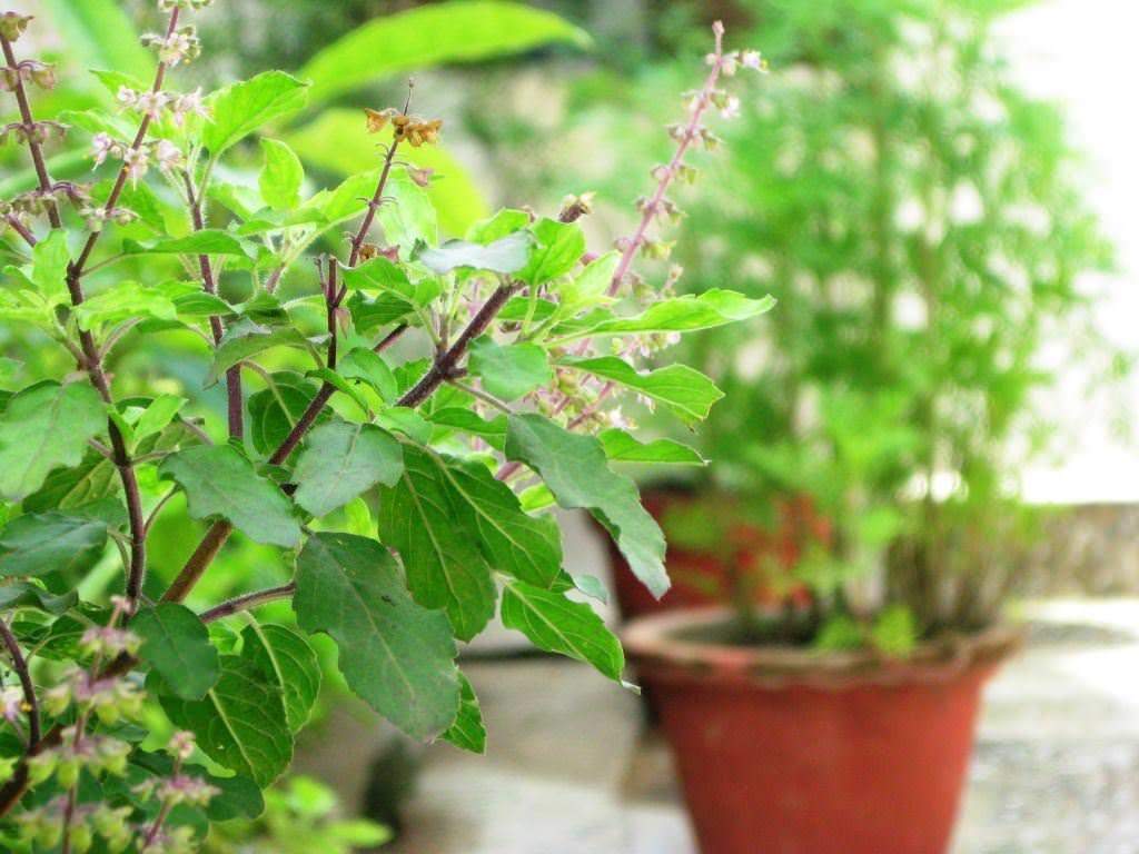 Vastu Tips: तुलसी पौधे का क्या है महत्व, जानिए इस पौधे से कैसे आती है सुख समृद्धि