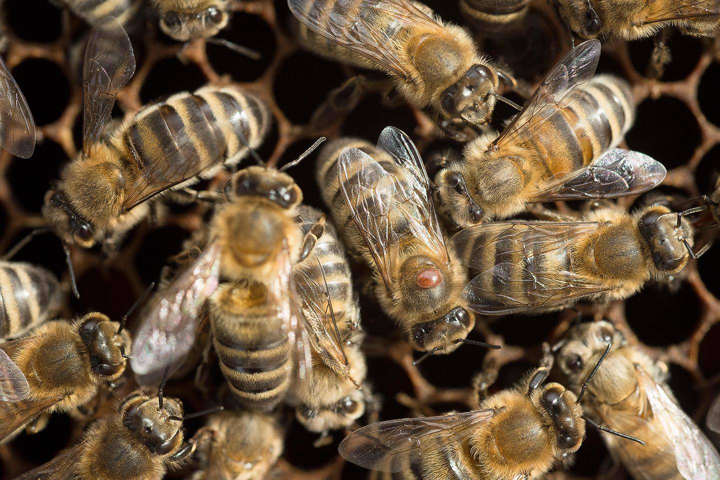 यह कंपनी बना रही है स्वचालित कृत्रिम मधुमक्खियां, करवाया अपनी तकनीक का पेटेंट