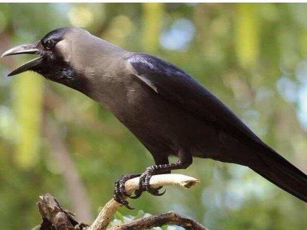 एक कौआ भी बना सकता है आपको अमीर, जानें कैसे ?
