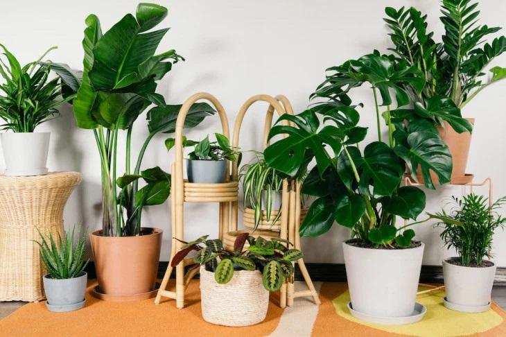 Vastu Tips: घर में इस जगह भूलकर भी न लगाएं पौधा, जानिए कारण