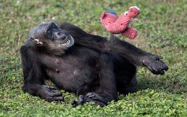 वैज्ञानिकों ने माना, चिंपाजी भी कर सकते है औजारों का बेहतर इस्तेमाल