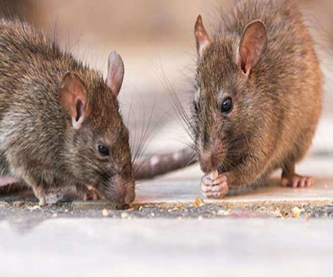 चूहों को घर से भगाने के लिए ये घरेलू उपाय 100 प्रतिशत कारगर हैं,जानें