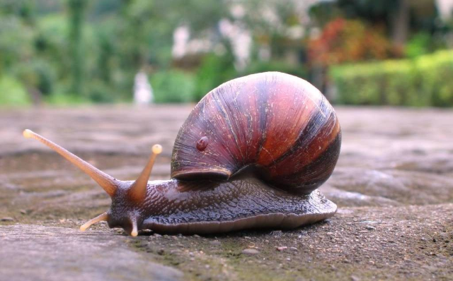 इस घोघे की वजह से रोकना पड़ा था 26 ट्रेनों को…जानिए