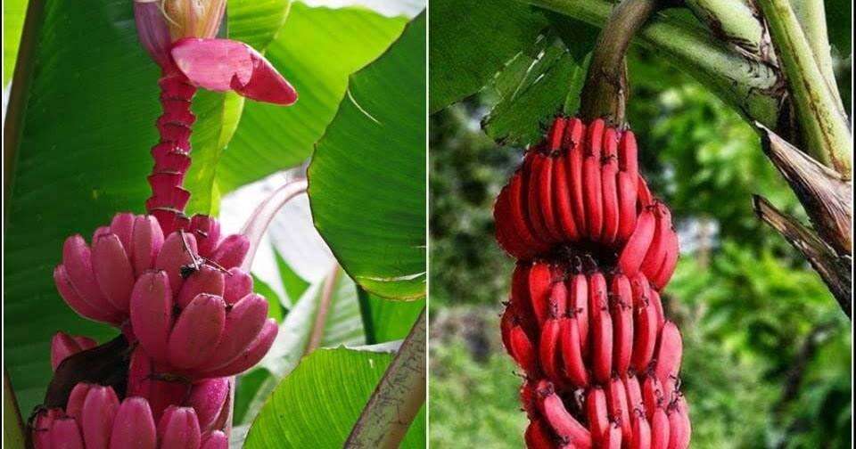 best vastu tips for banana tree at home&nbsp;