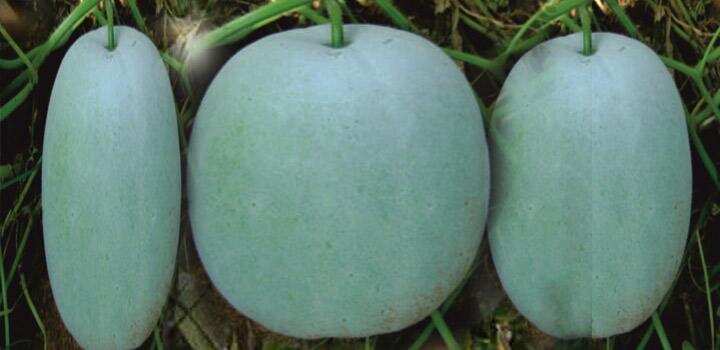 आइऐ जानते हैं सफेद कद्दू के खाने से होते हैं स्वास्थ्य से जुड़े ये फायदे,जानें