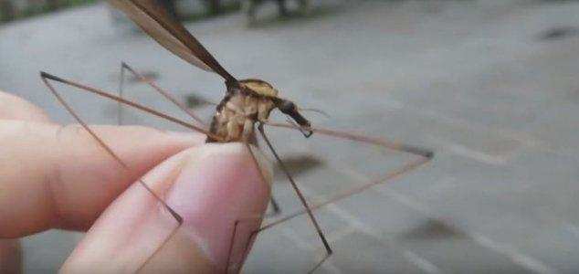 तो ये है दुनिया का सबसे बड़ा मच्छर, इसके पंख इतने बड़े कि रह जाएंगे हैरान