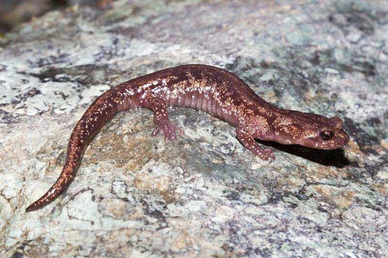 क्या इंसानों के अंगों को भी फिर से उगाया जा सकता है, वैज्ञानिकों ने salamander पर किए शोध