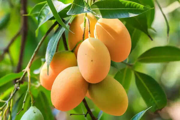 mango: आम खरीदने से पहले इन टिप्स को जरूर पढ़ें, और घर ले आओ एकदम पका हुआ आम