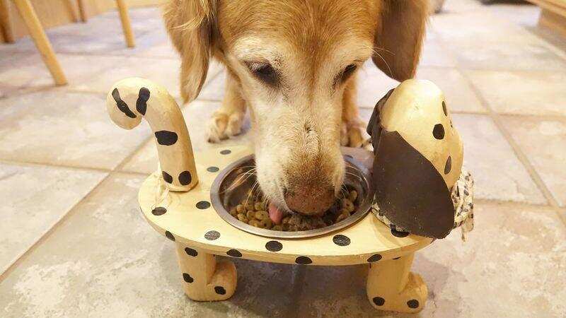 कुत्तों के लिए शाकाहारी भोजन सही होता है या नहीं