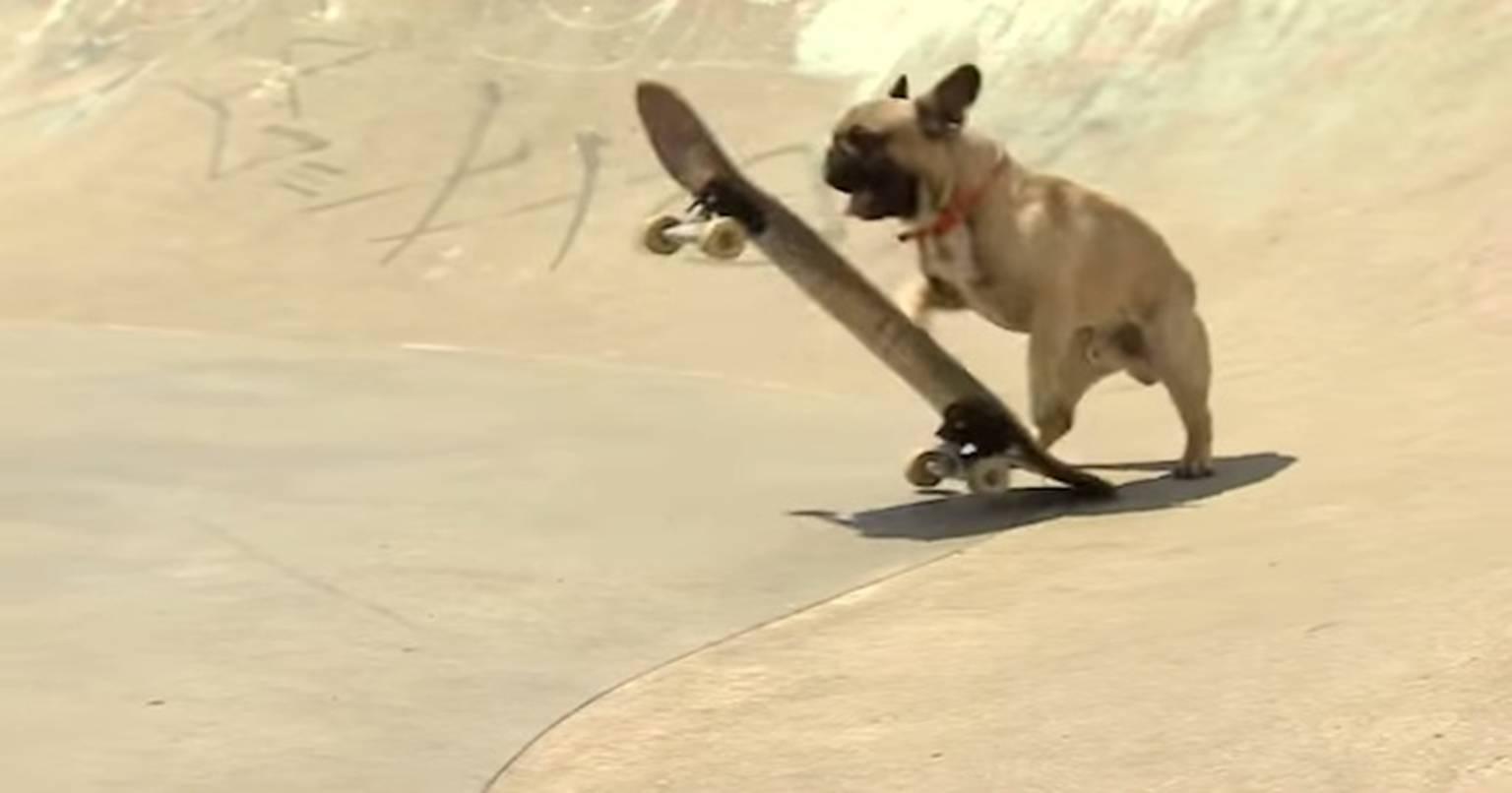 video: ये अद्धभुत कुत्ता कर सकता है हर काम में इंसानों की बराबरी, जानिए कैसे कर पाता है ये इतना कुछ