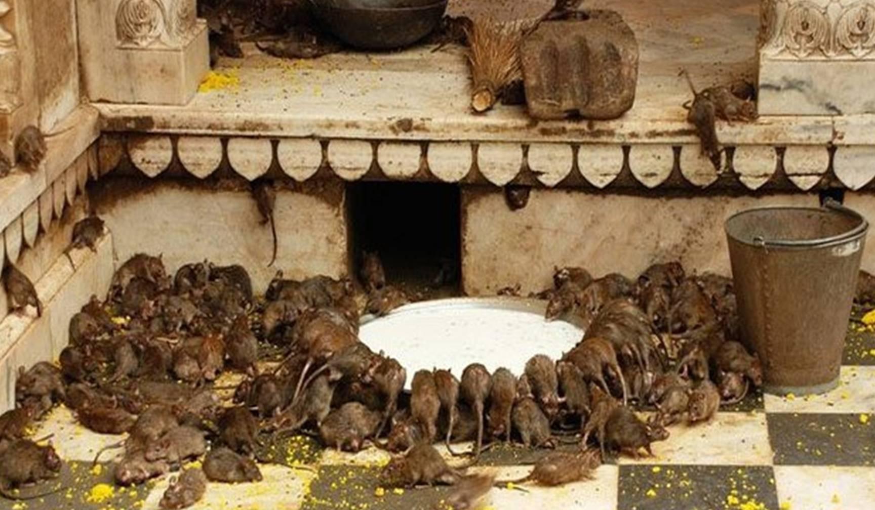 इस मंदिर की छ्त्र छाया में रहते हैं 20 हजार चूहे