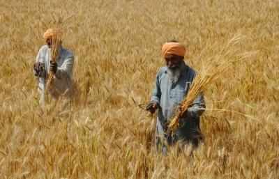 Punjab ने 125 मिट्रिक टन गेहूं की खरीद की