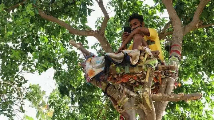 Man Isolates Himself ON Bamboo:कोरोना हुआ तो बम्बू के पेड़ पर किया खुद को आइसोलेट