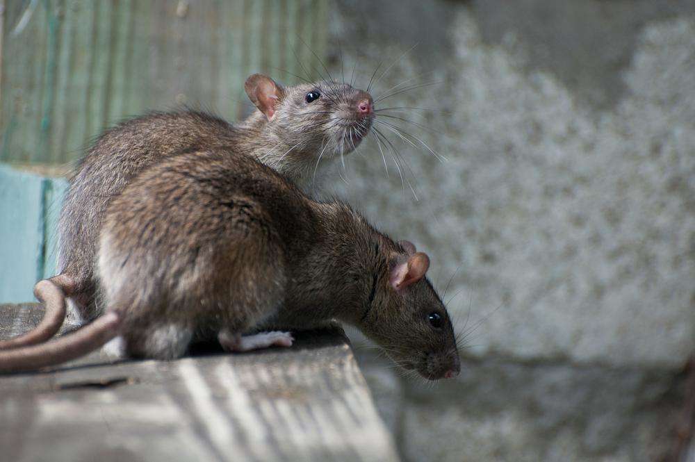 वैज्ञानिकों ने बनाया ऐसा ऐप,जो भगाएगा चूहों को