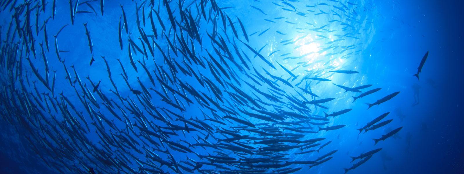 समुद्र की गहराई में रहते है ये अनोखे प्राणी