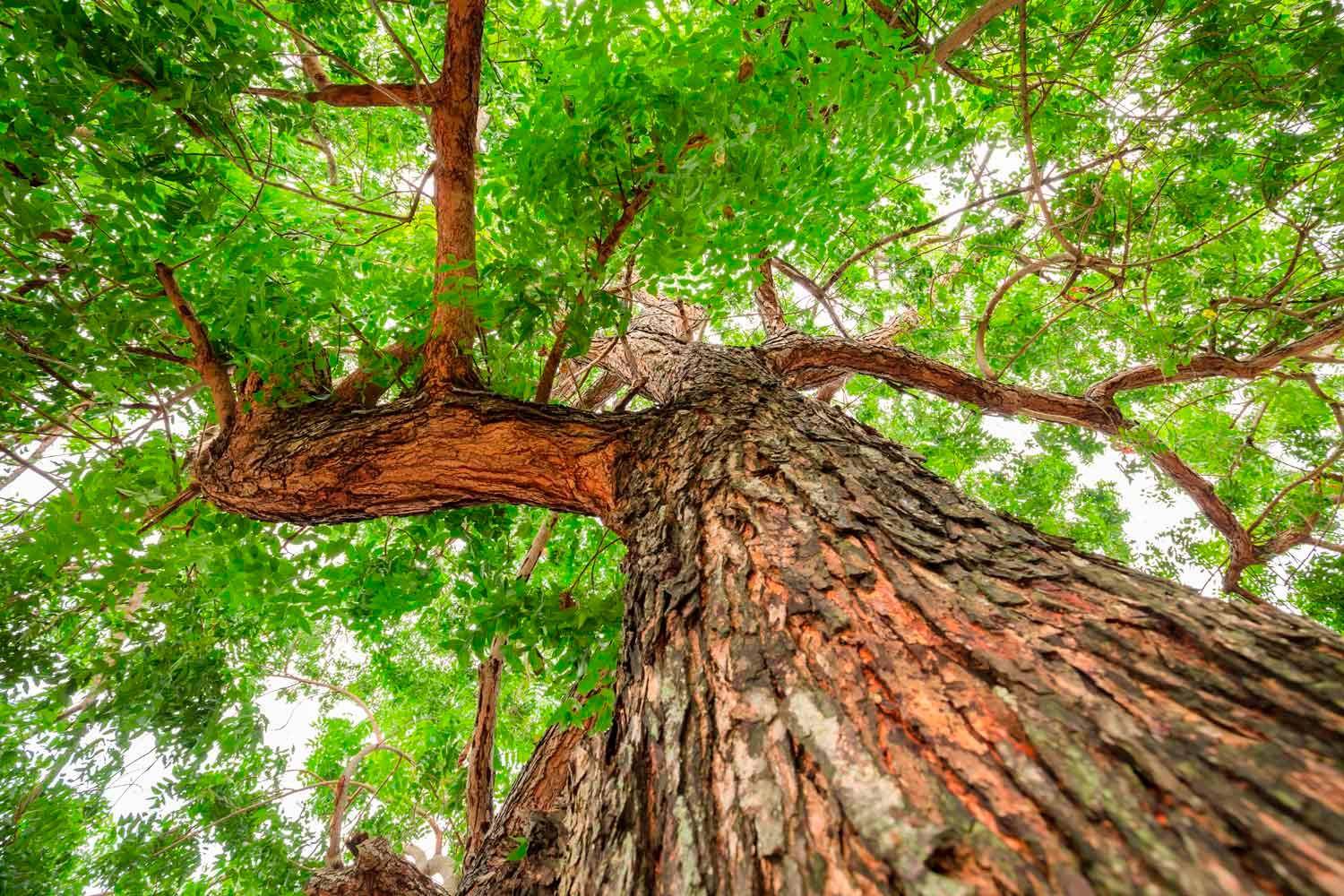 neemremedies and neem tree benefits