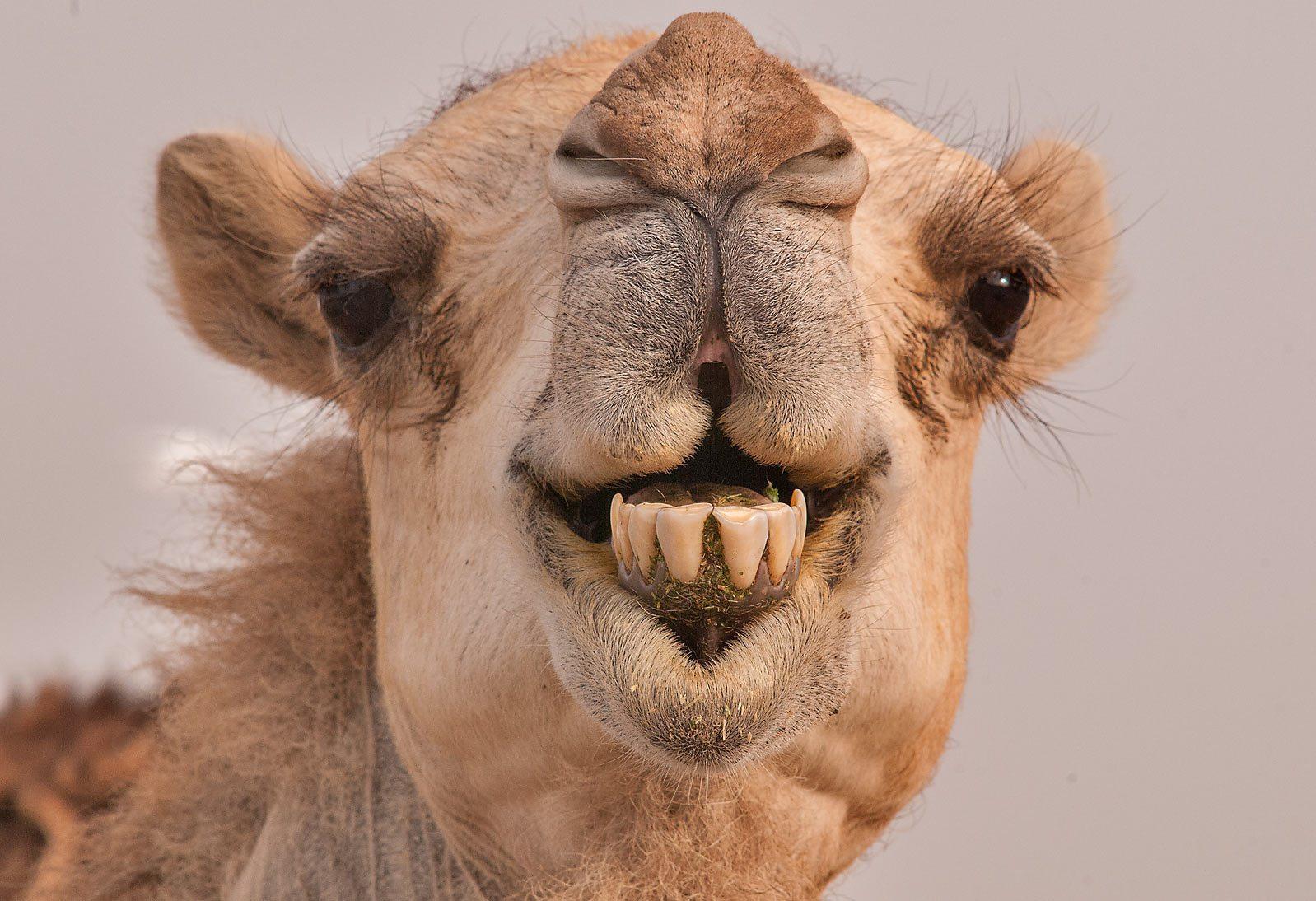 Corona IN Camels:ऊंट में नहीं फ़ैल सकता कोरोना,उनकी एंटी बॉडी से हो सकता है कोरोना का इलाज ?