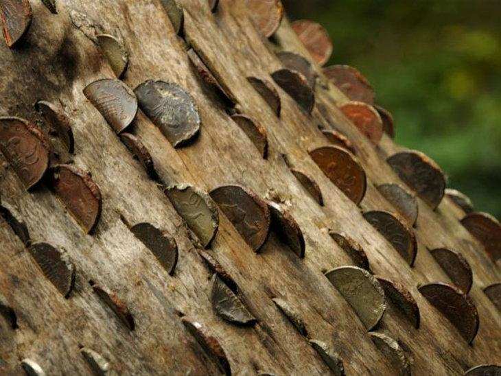 एक ऐसा पेड जिस पर पत्तिया नहीं बल्कि उगते है सिक्के…
