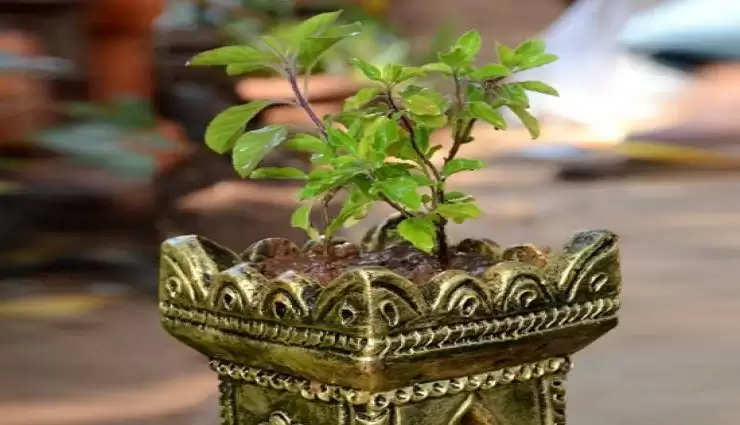 Vastu tips for tulsi know how tulsi plant gave indication for future problems 